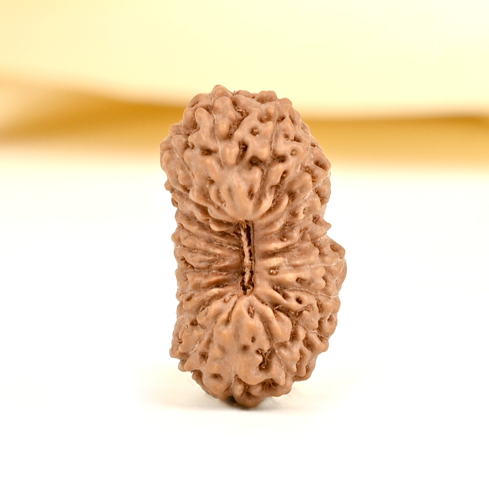 20 mukhi from Java Indonesia - CIX