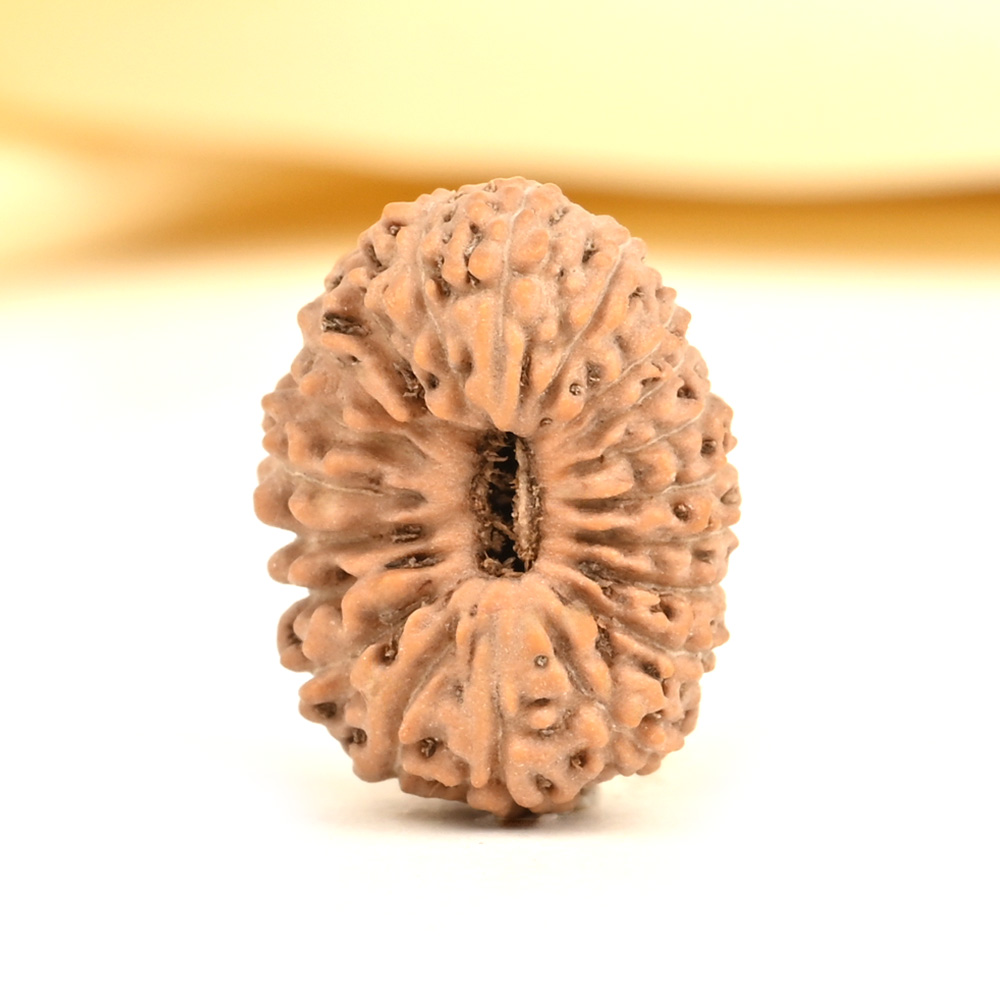 20 mukhi from Java Indonesia - CX