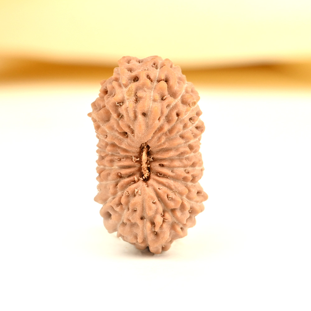 20 mukhi from Java Indonesia - CXI