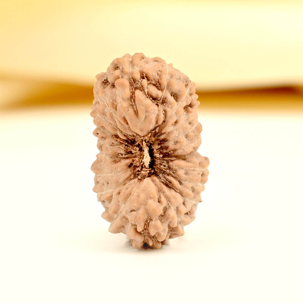 20 mukhi from Java Indonesia - CXII