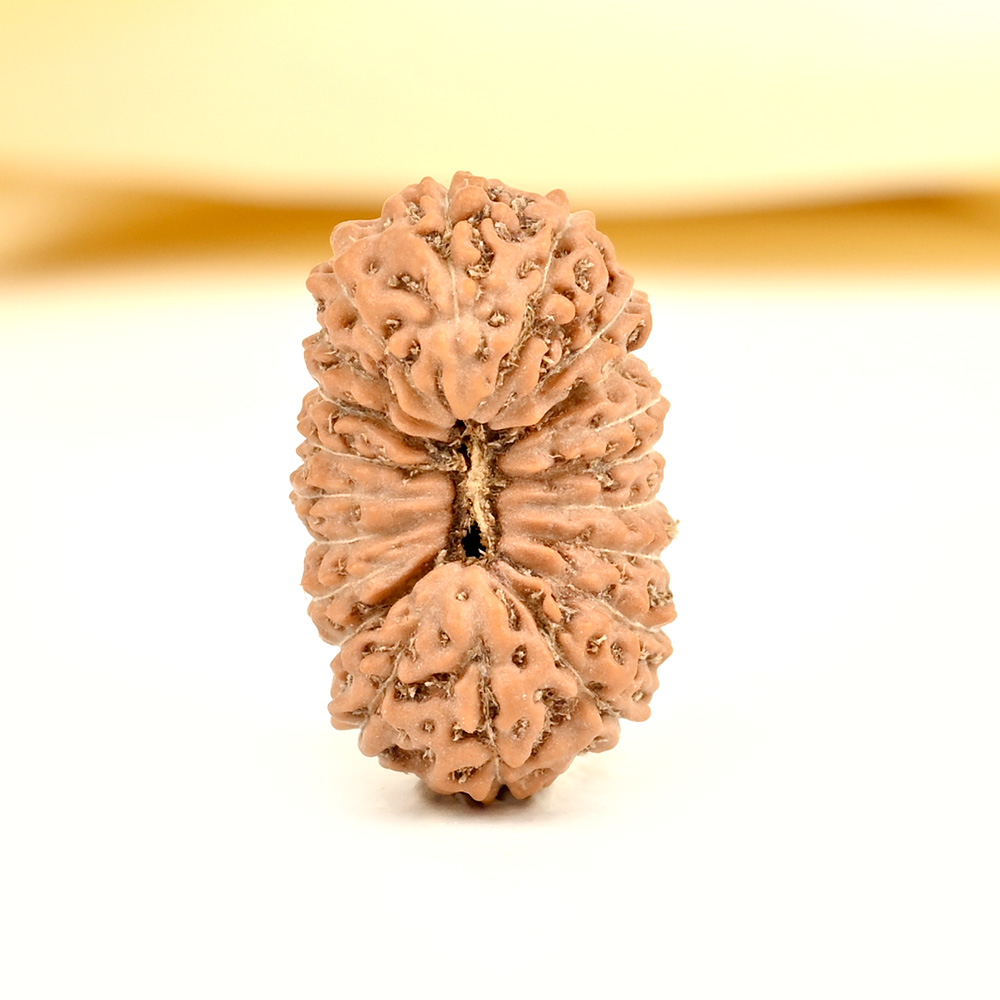 20 mukhi from Java Indonesia - CXIII