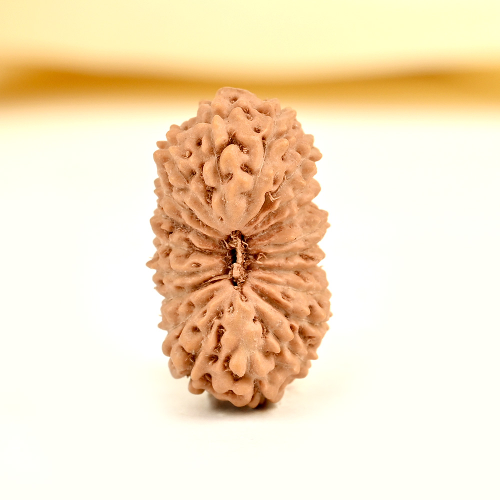 20 mukhi from Java Indonesia - CXIV