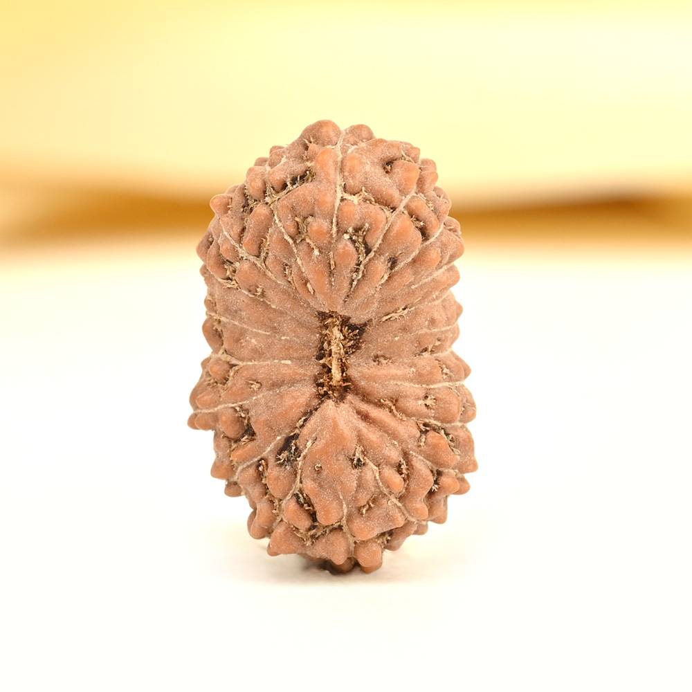 20 mukhi from Java Indonesia - CXV