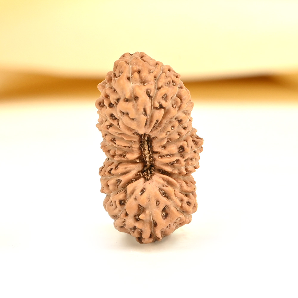 20 mukhi from Java Indonesia - CXVI