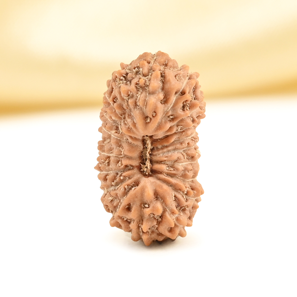 19 Mukhi from Java Indonesia - CXXXV