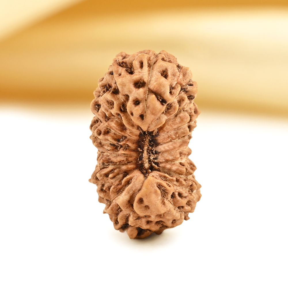 19 Mukhi from Java Indonesia - CXXXVI