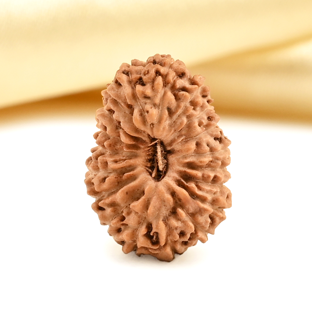 19 Mukhi from Java Indonesia Small - CLXXIII