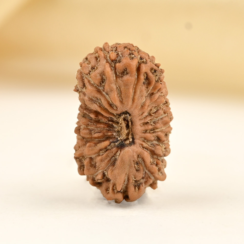 19 Mukhi from Java Indonesia Small - CLXXVII