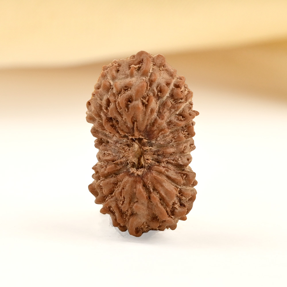 19 Mukhi from Java Indonesia Small - CLXXVIII