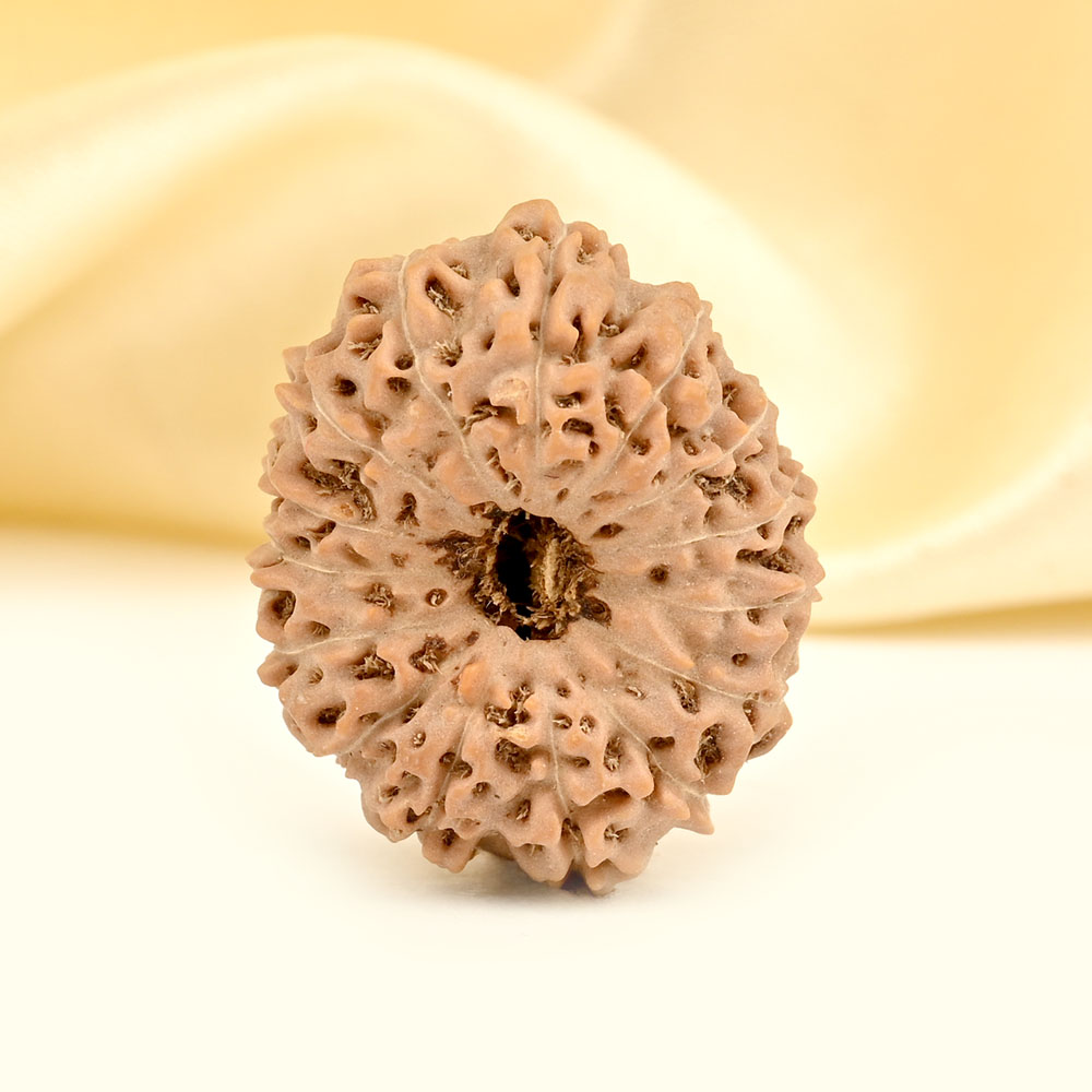 Super Collector 15 Mukhi from Java Indonesia - XVI