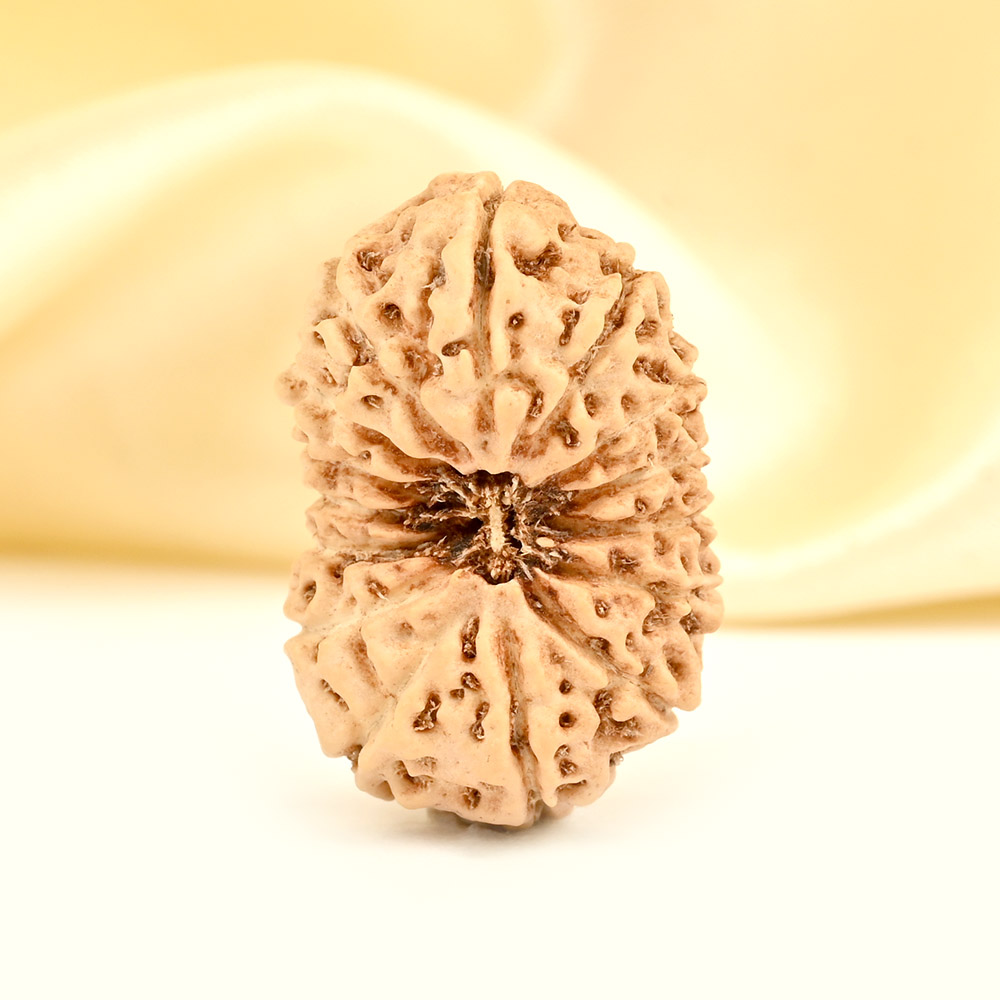 Super Collector 15 Mukhi from Java Indonesia - XVII