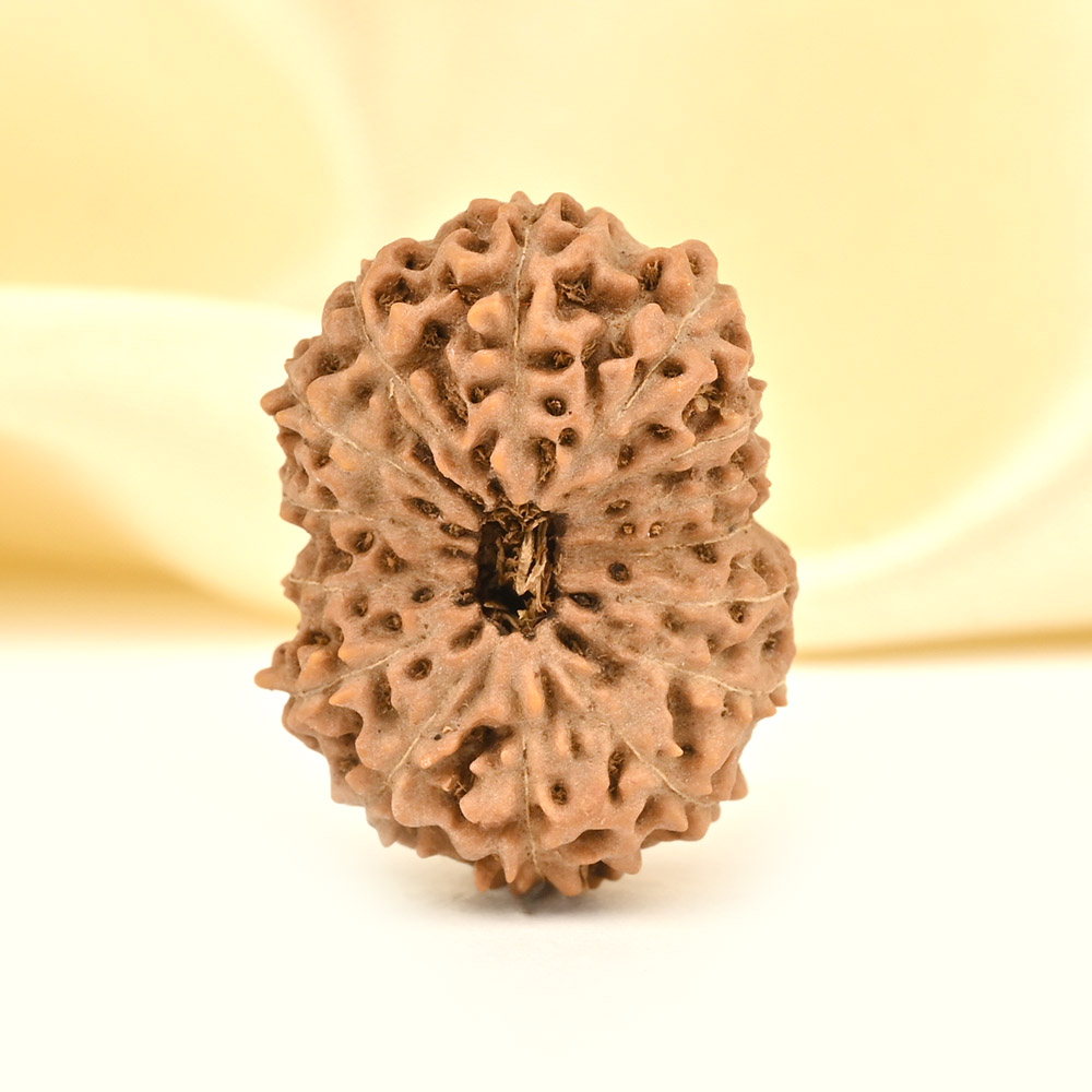 Super Collector 15 Mukhi from Java Indonesia - XVIII