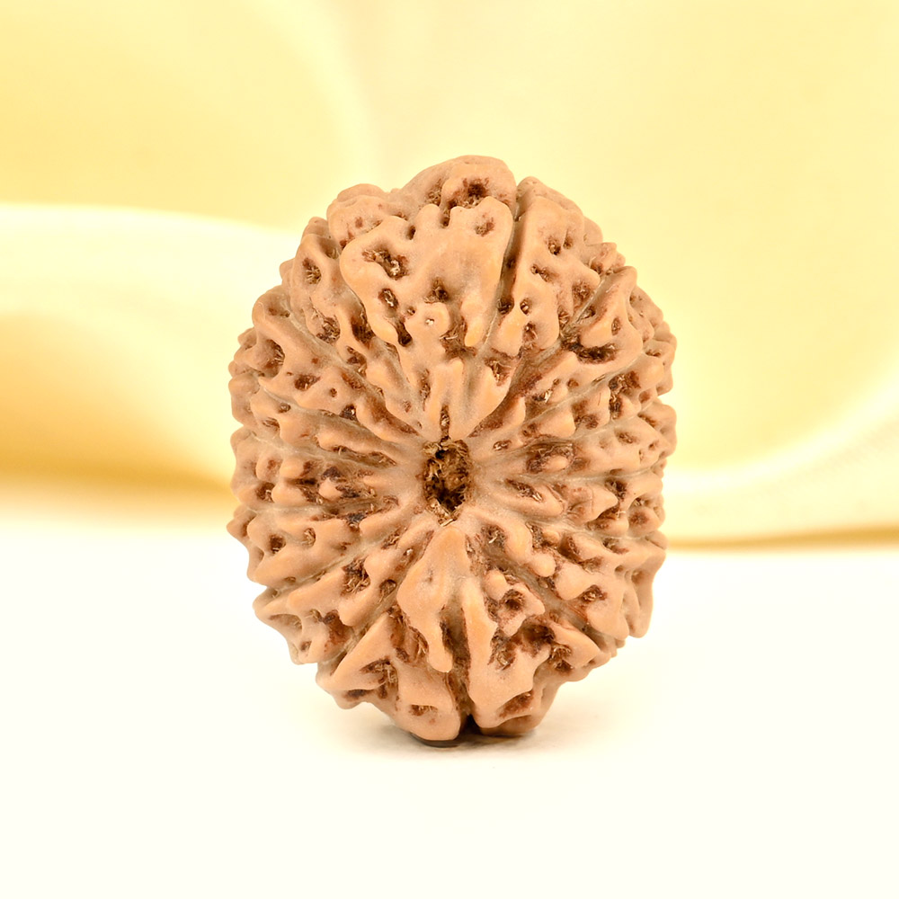 Super Collector 15 Mukhi from Java Indonesia - XIX