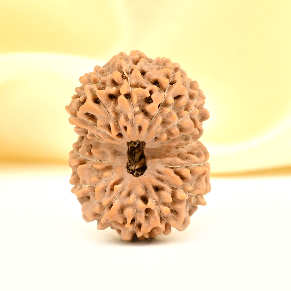 Super Collector 15 Mukhi from Java Indonesia - XX