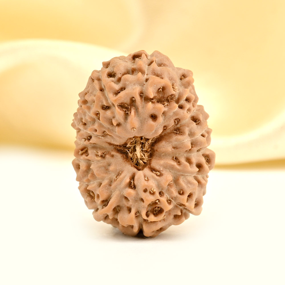 Super Collector 15 Mukhi from Java Indonesia - XXI