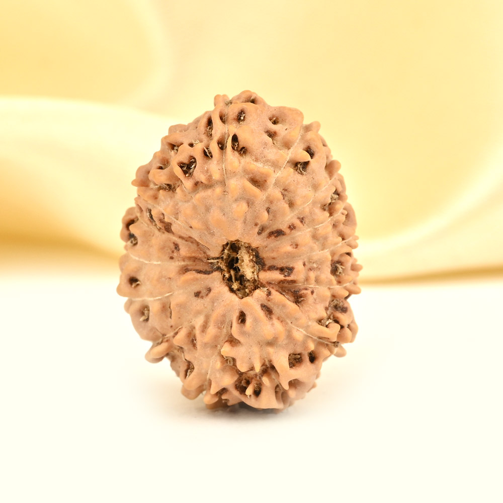 Super Collector 15 Mukhi from Java Indonesia - XXII