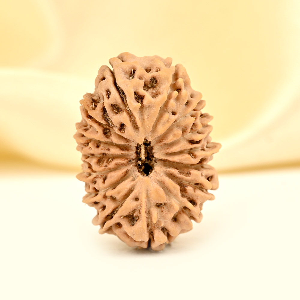 Super Collector 15 Mukhi from Java Indonesia - XXIII