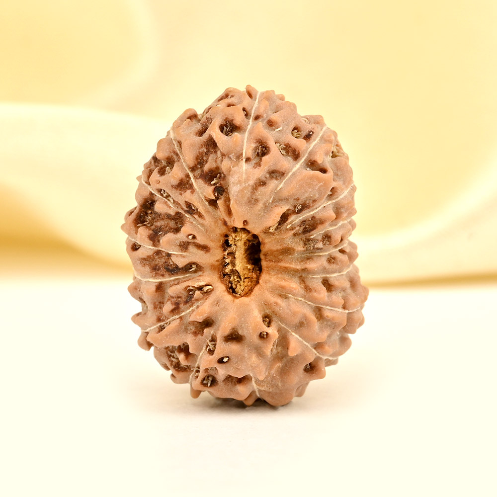 Super Collector 15 Mukhi from Java Indonesia - XXIV