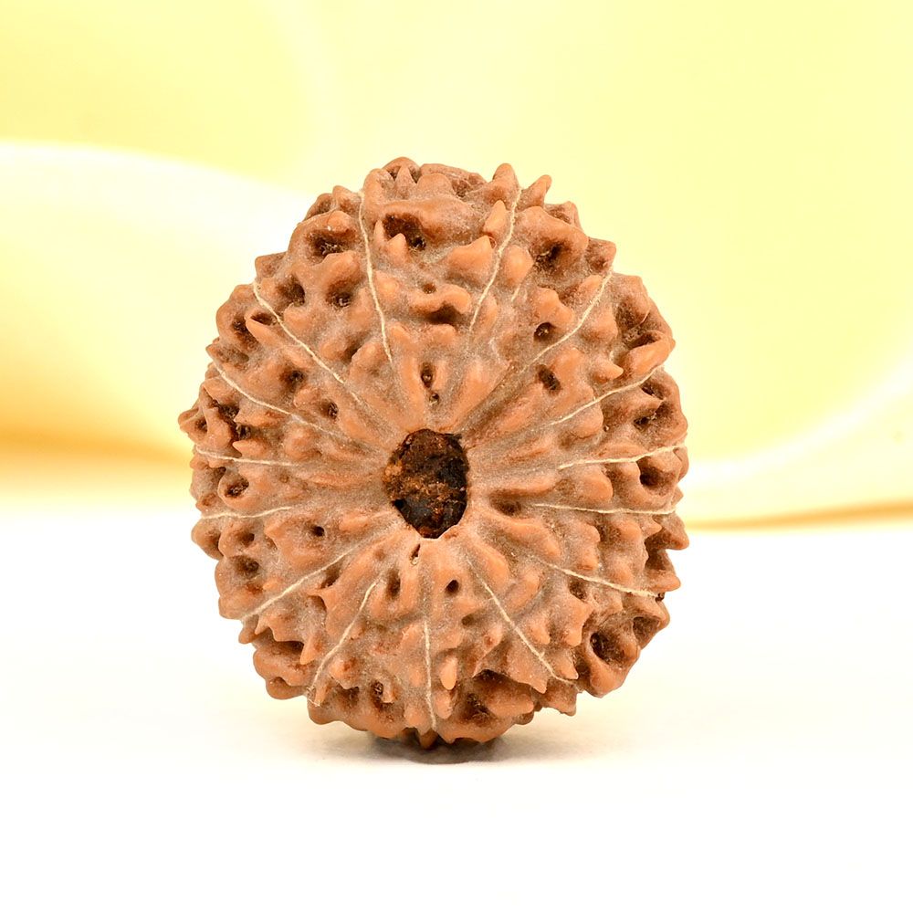 Collector 15 Mukhi from Java Indonesia - CXXI