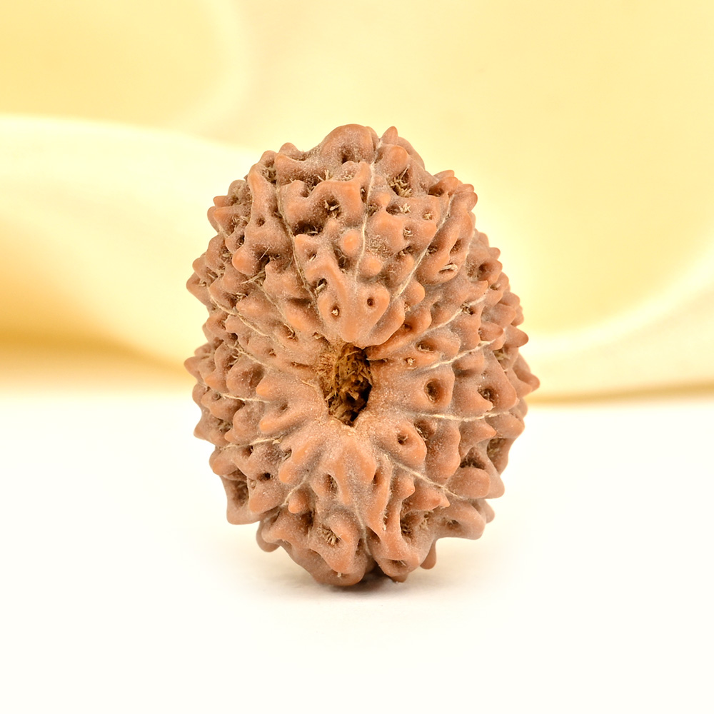 Collector 15 Mukhi from Java Indonesia - CXXII