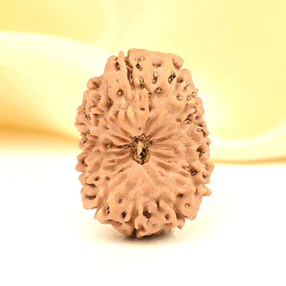 Collector 15 Mukhi from Java Indonesia - CXXIII