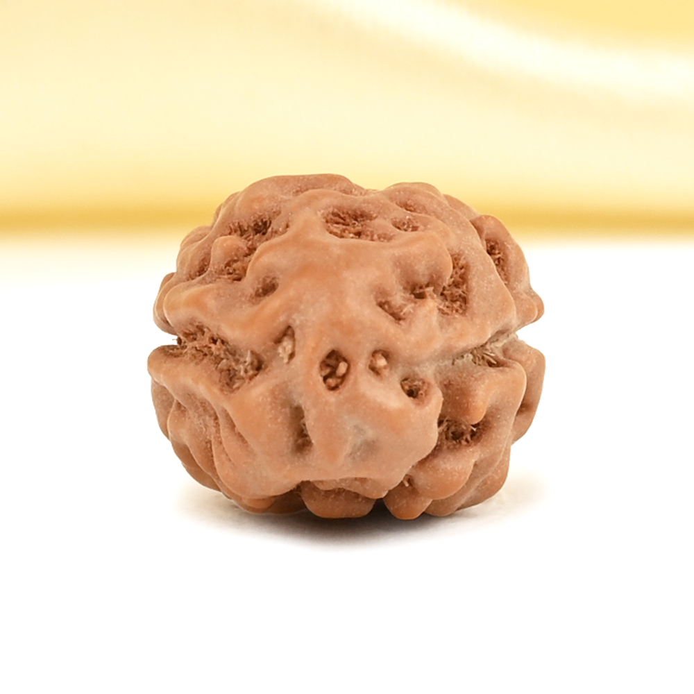 2 Mukhi from Java Indonesia Large - XXXIII