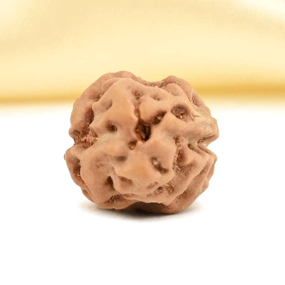 2 Mukhi from Java Indonesia Large - XXXIV