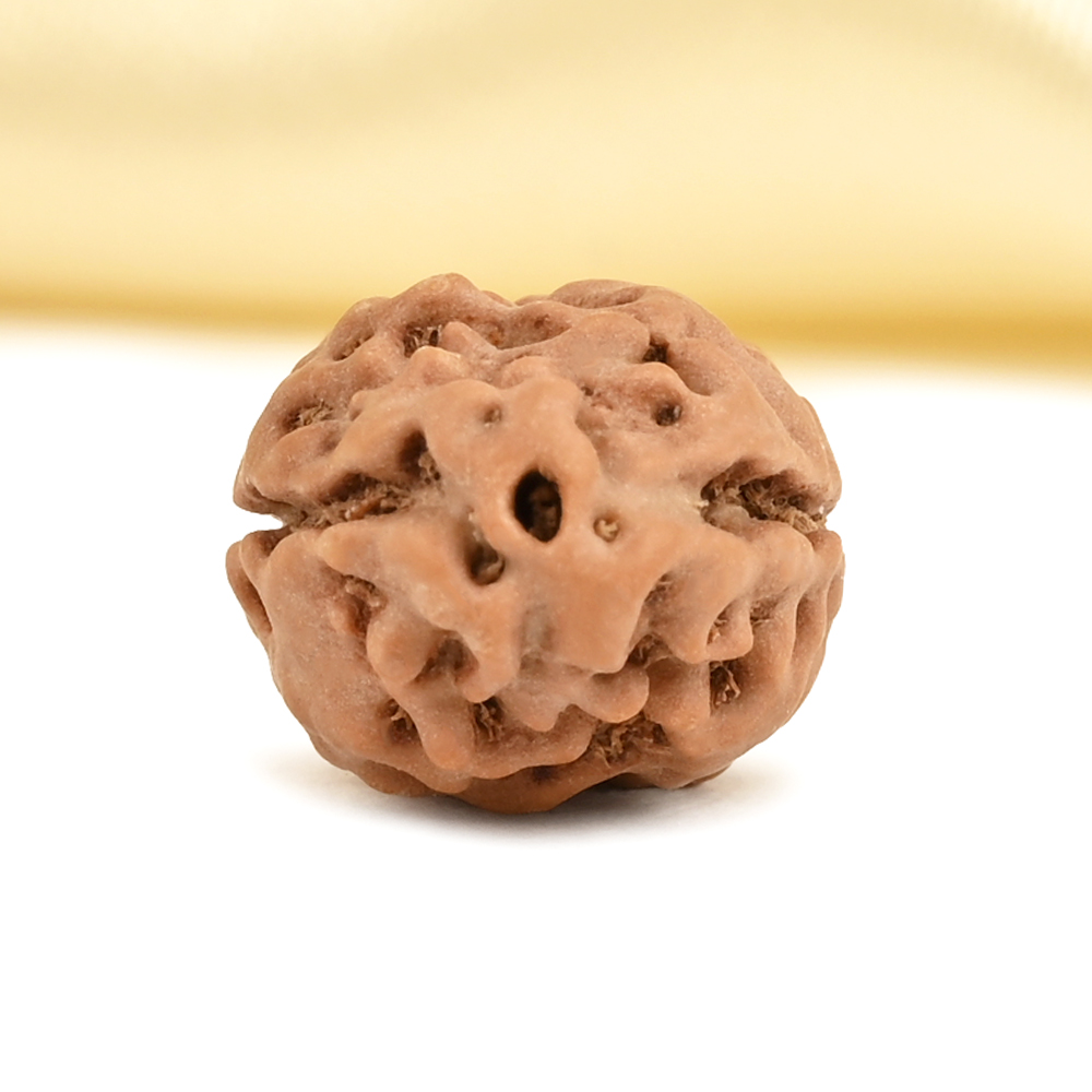 2 Mukhi from Java Indonesia Large - XXXV