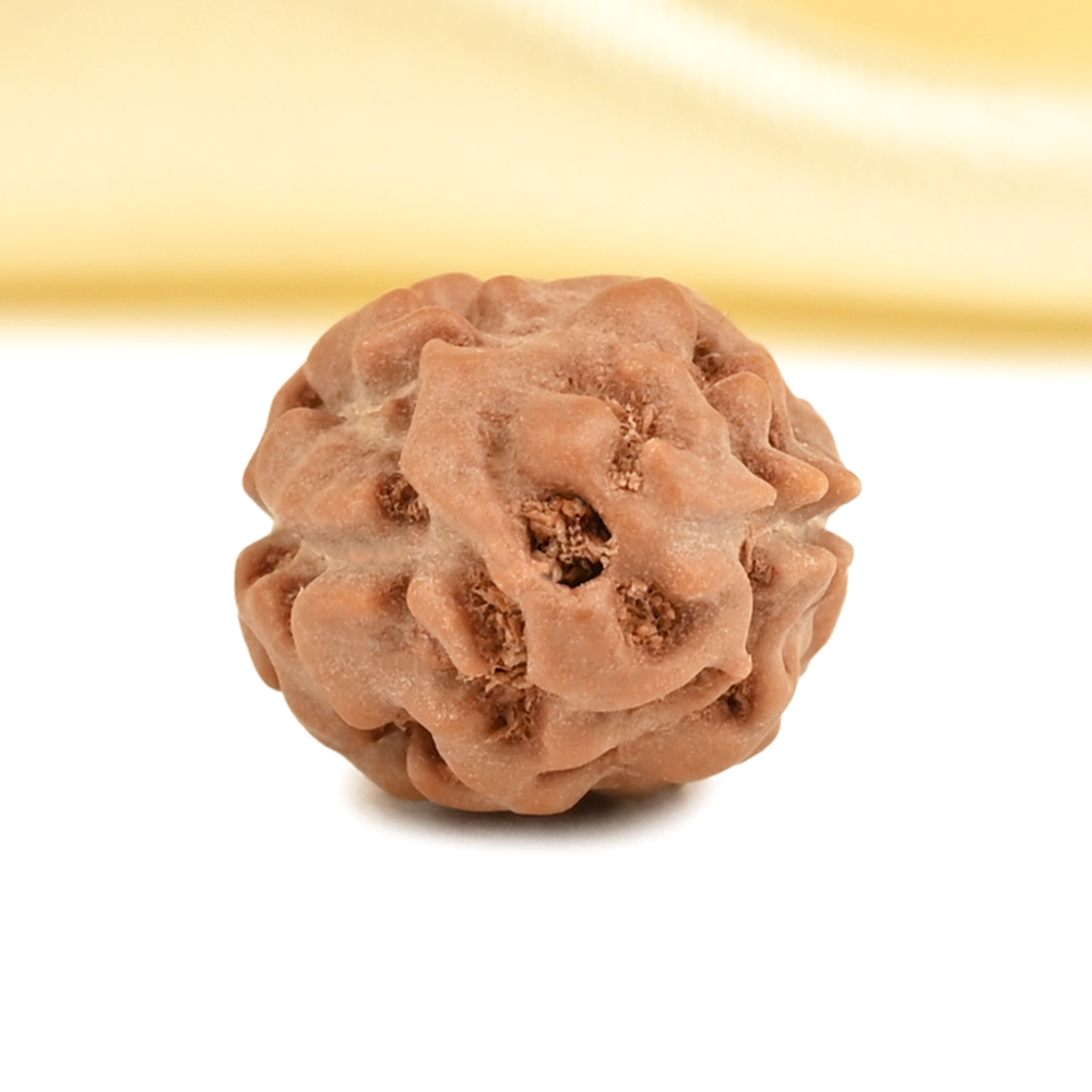 2 Mukhi from Java Indonesia Large - XXXVI