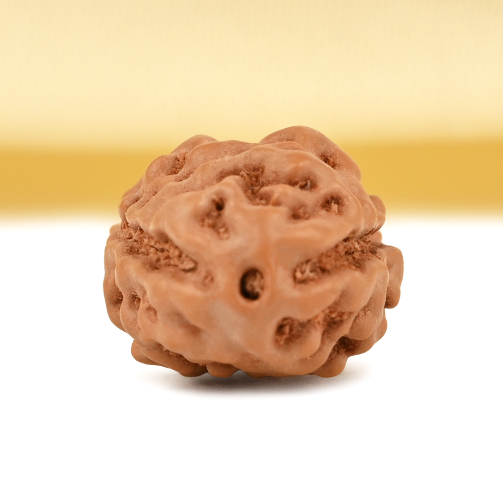 2 Mukhi from Java Indonesia Large - XXXVII