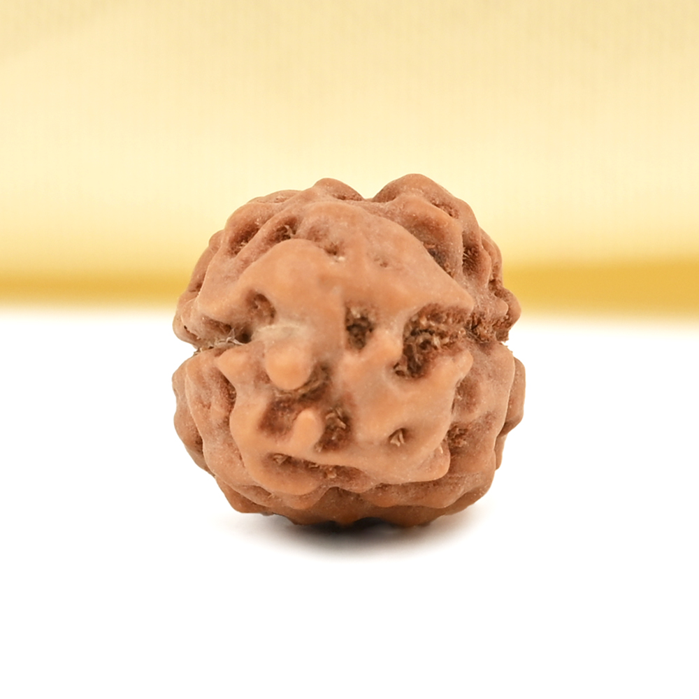 2 Mukhi from Java Indonesia Large - XXXVIII