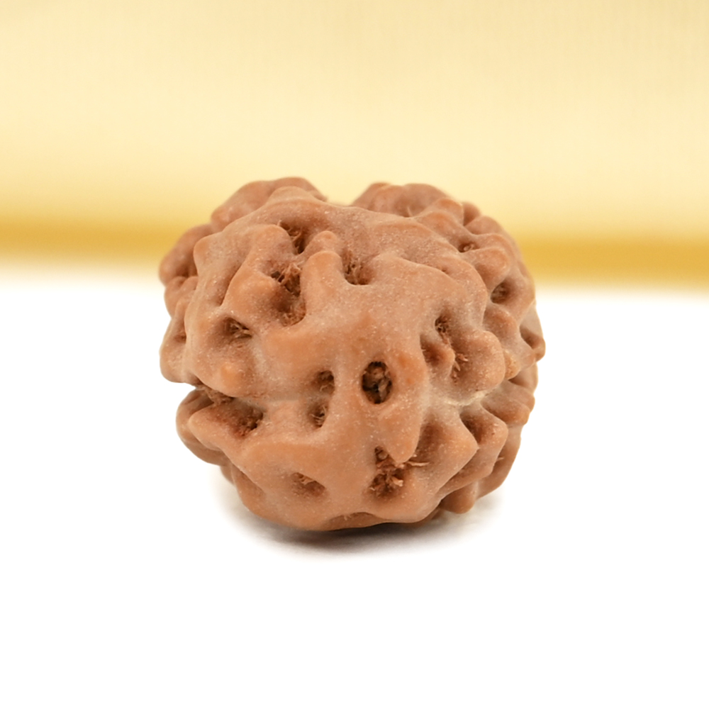 2 Mukhi from Java Indonesia Large - XXXIX