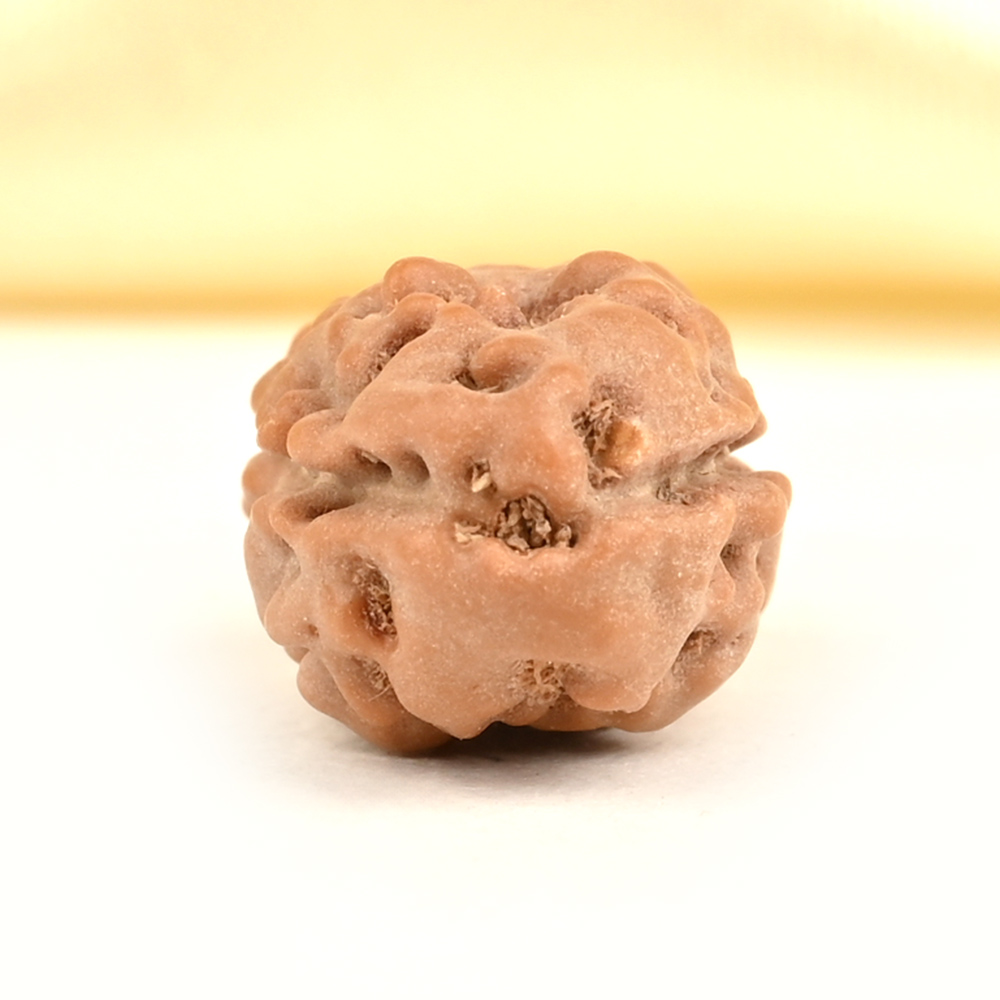 2 Mukhi from Java Indonesia Large - LXV