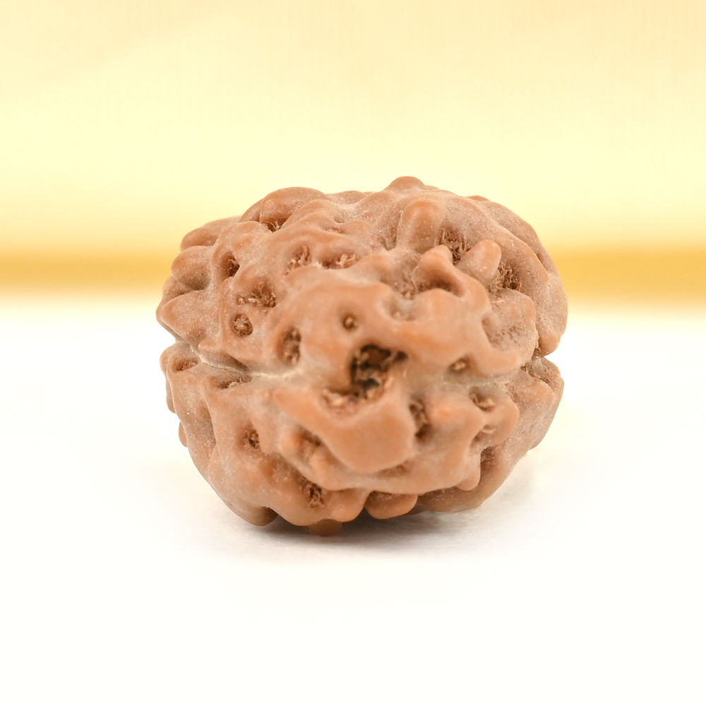 2 Mukhi from Java Indonesia Large - LXVI