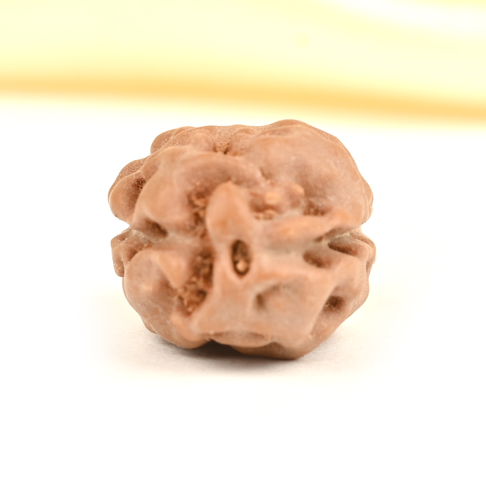 2 Mukhi from Java Indonesia Large - LXVII