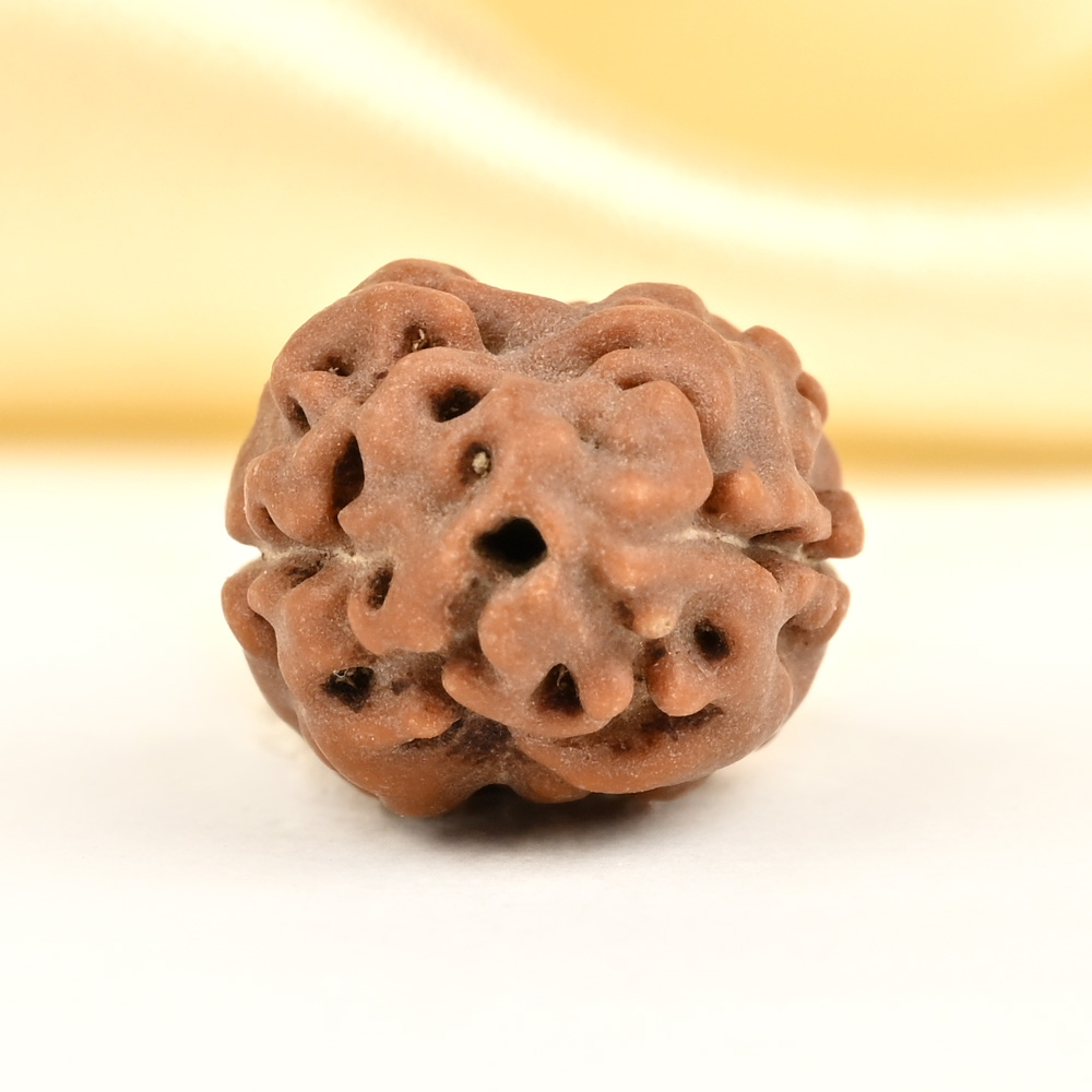 2 Mukhi from Java Indonesia Large - LXXIV