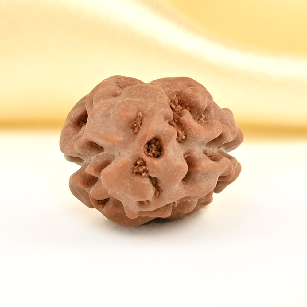 2 Mukhi from Java Indonesia Large - LXXV