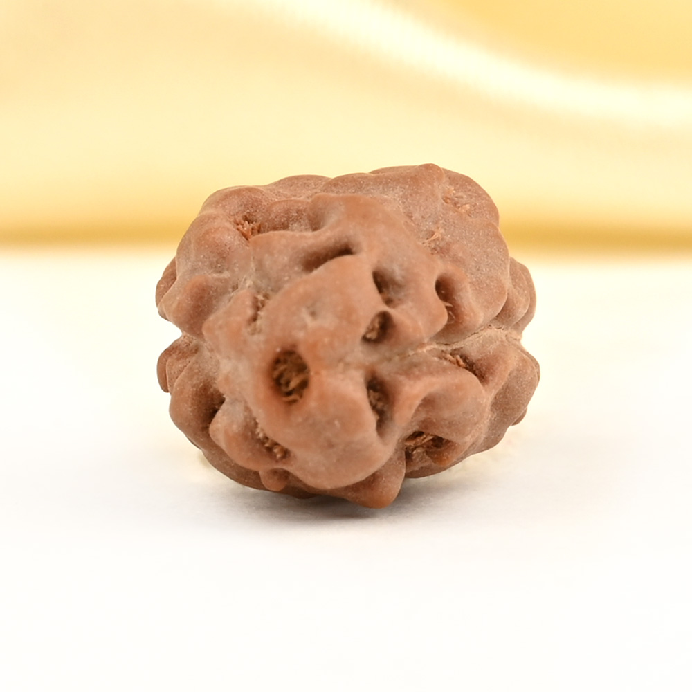 2 Mukhi from Java Indonesia Large - LXXVI