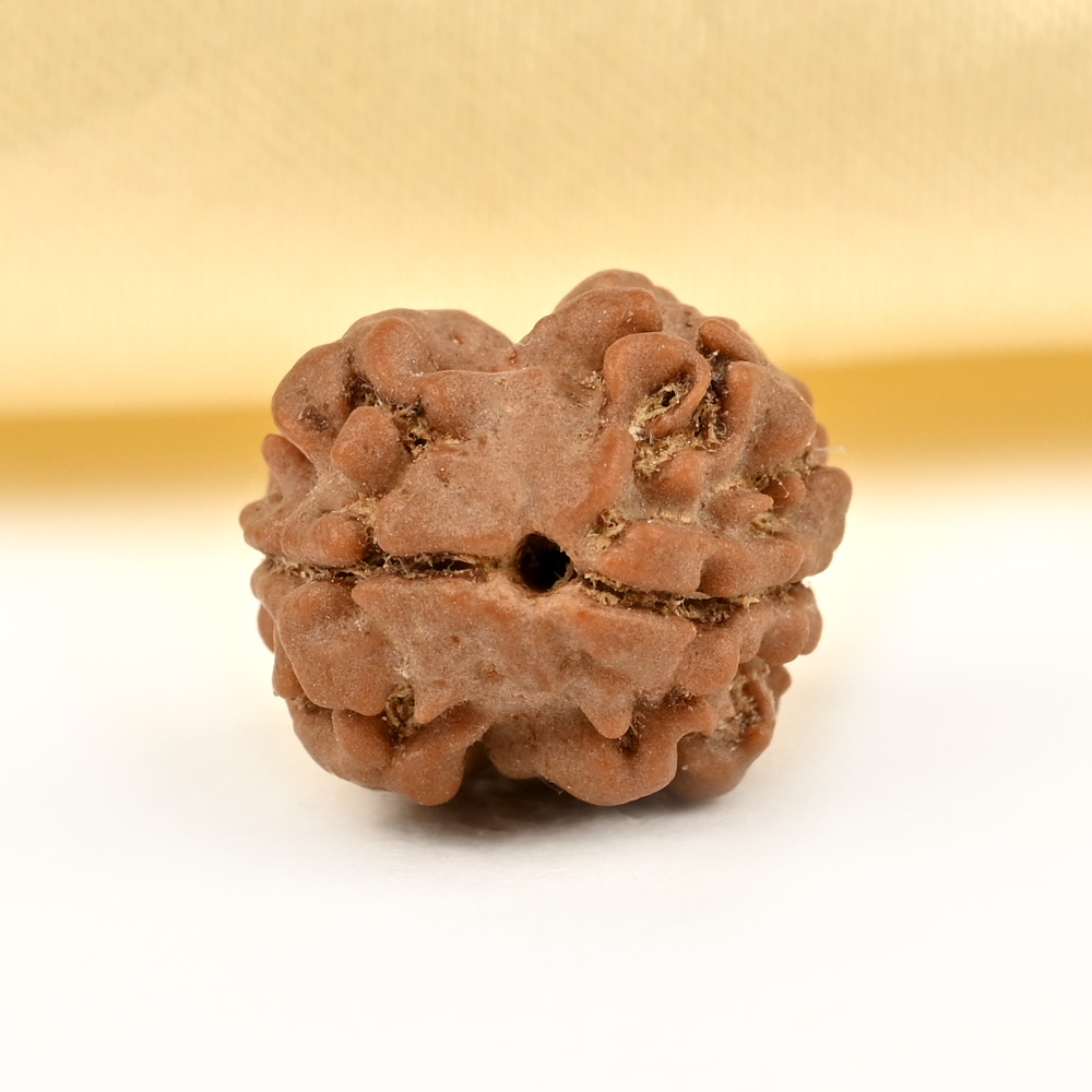 Rare 2 Mukhi from Nepal Small - DXVI