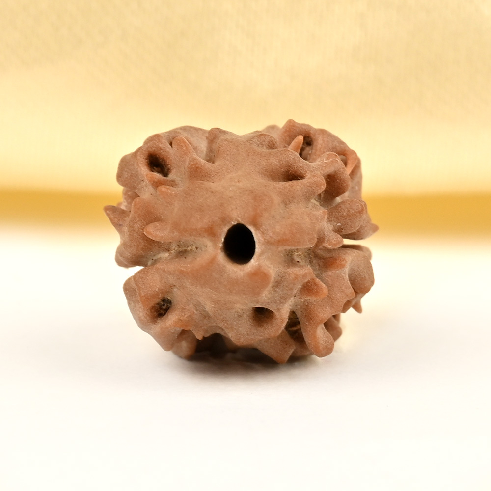 Rare 2 Mukhi from Nepal Small - DXVII