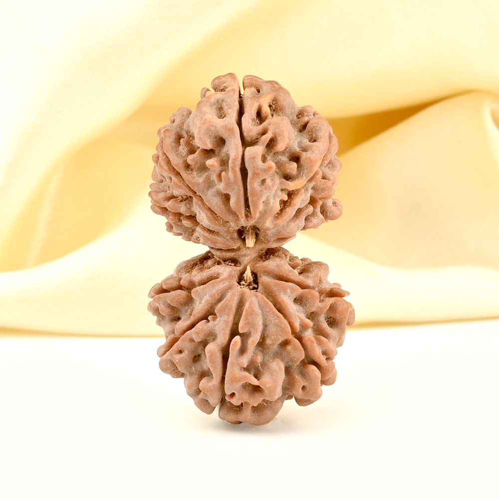 Gauri Shankar 12 Mukhi Large from Nepal - VII