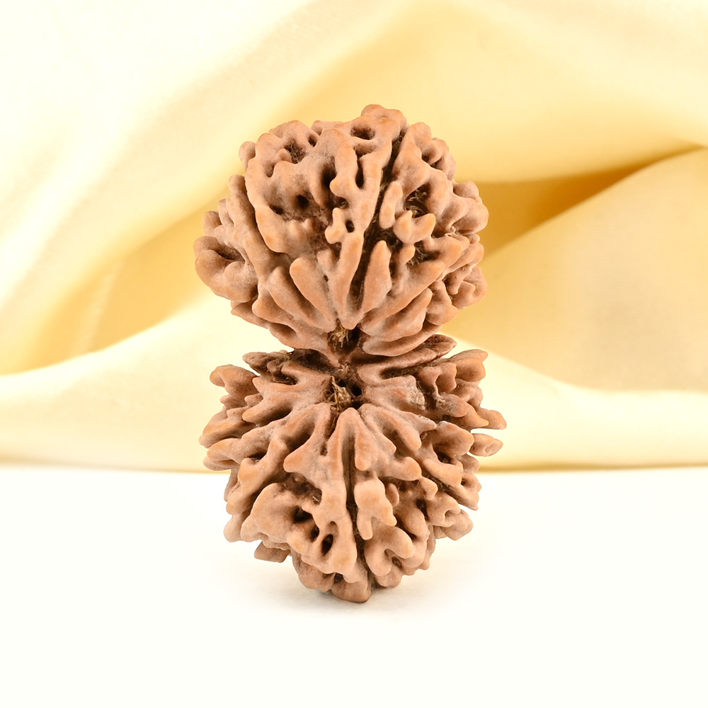 Gauri Shankar 12 Mukhi Large from Nepal - VIII