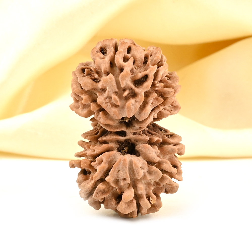 Gauri Shankar 12 Mukhi from Nepal - XXVIII