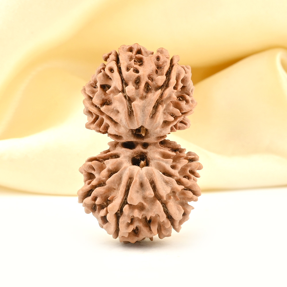 Gauri Shankar 12 Mukhi from Nepal - XXIX