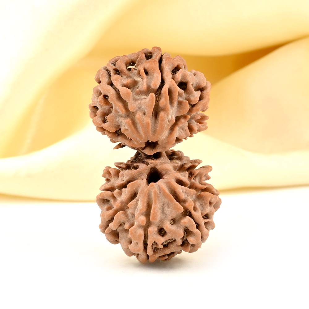 Gauri Shankar 12 Mukhi from Nepal - XXX