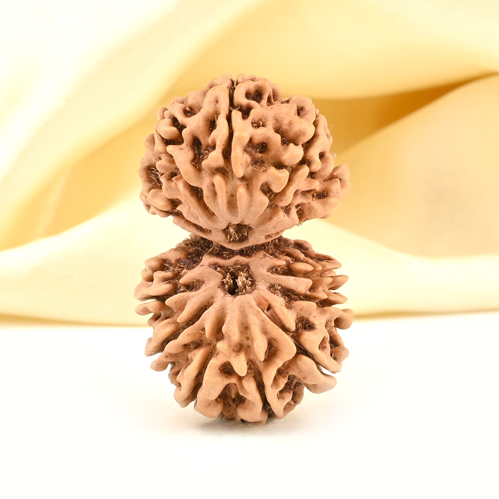 Gauri Shankar 12 Mukhi from Nepal - XXXI