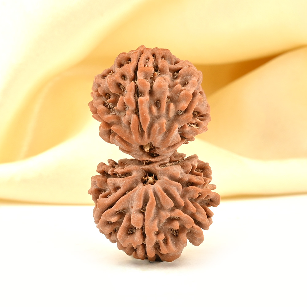 Gauri Shankar 12 Mukhi from Nepal - XXXIII