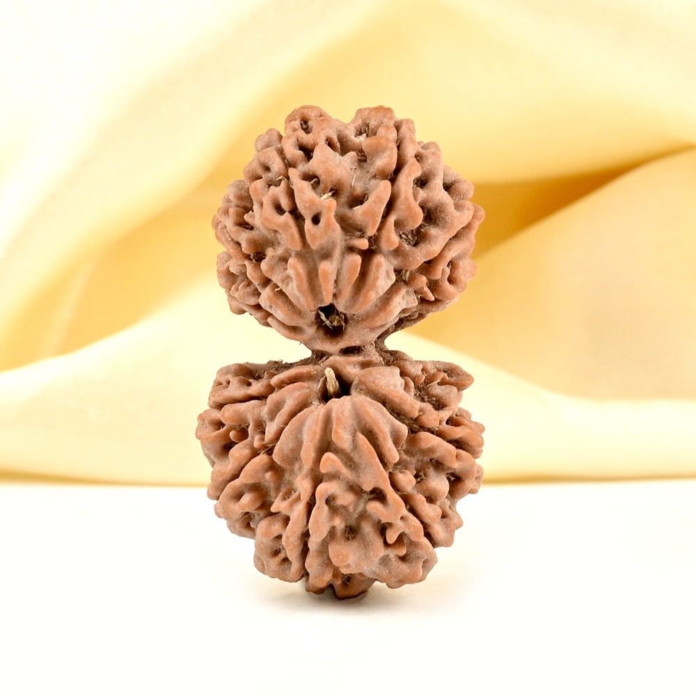 Gauri Shankar 12 Mukhi from Nepal - XXXIV