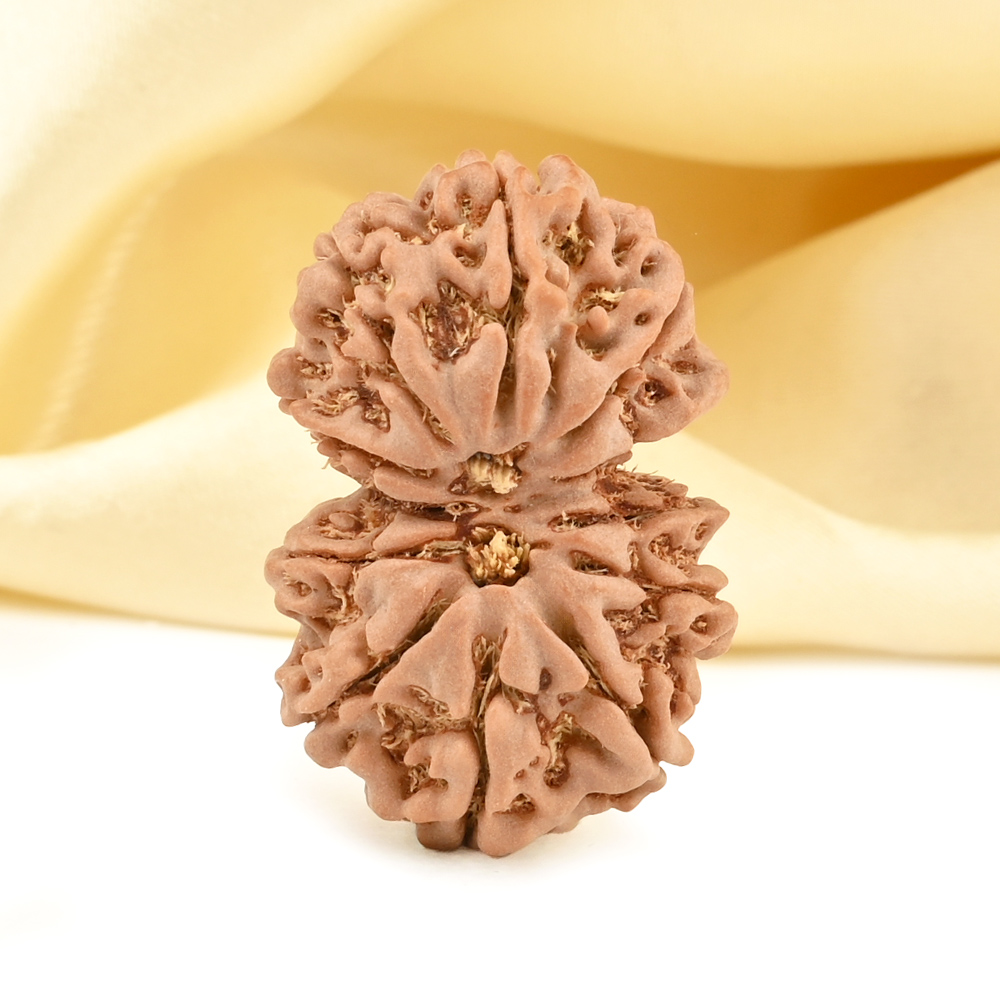 Gauri Shankar 12 Mukhi from Nepal - XXXVI