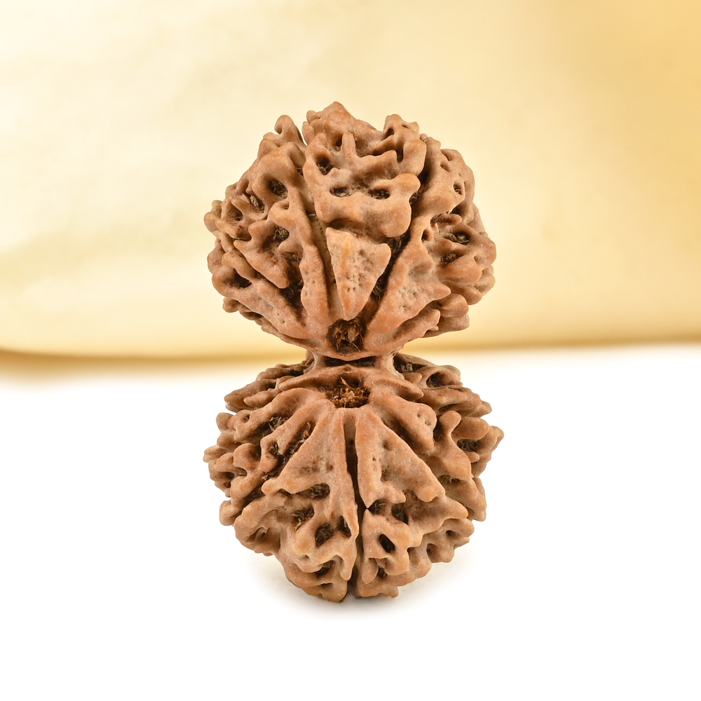 Gauri Shankar 11 Mukhi from Nepal - LXVIII